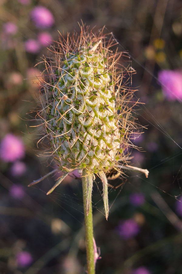 Sixalix atropurpurea  / Vedovina marittima